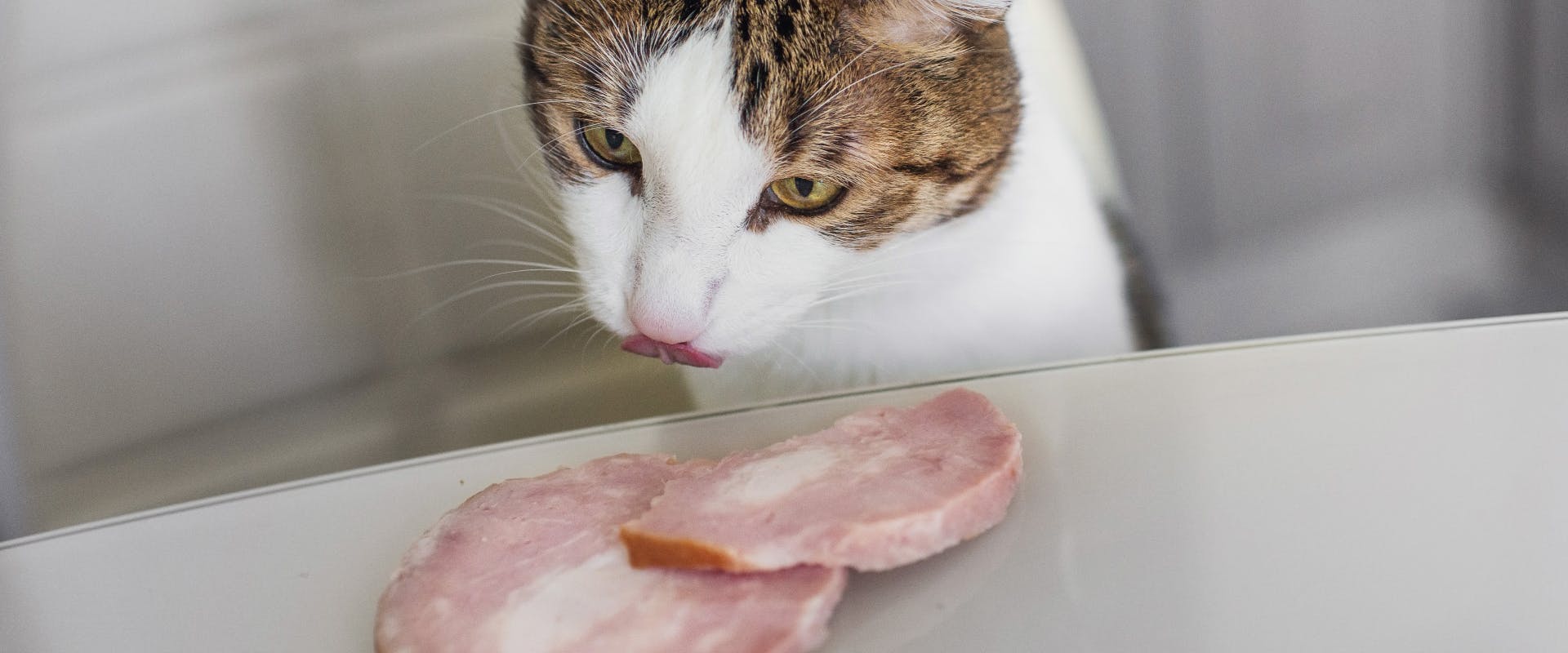 Can cats top eat lunch meat